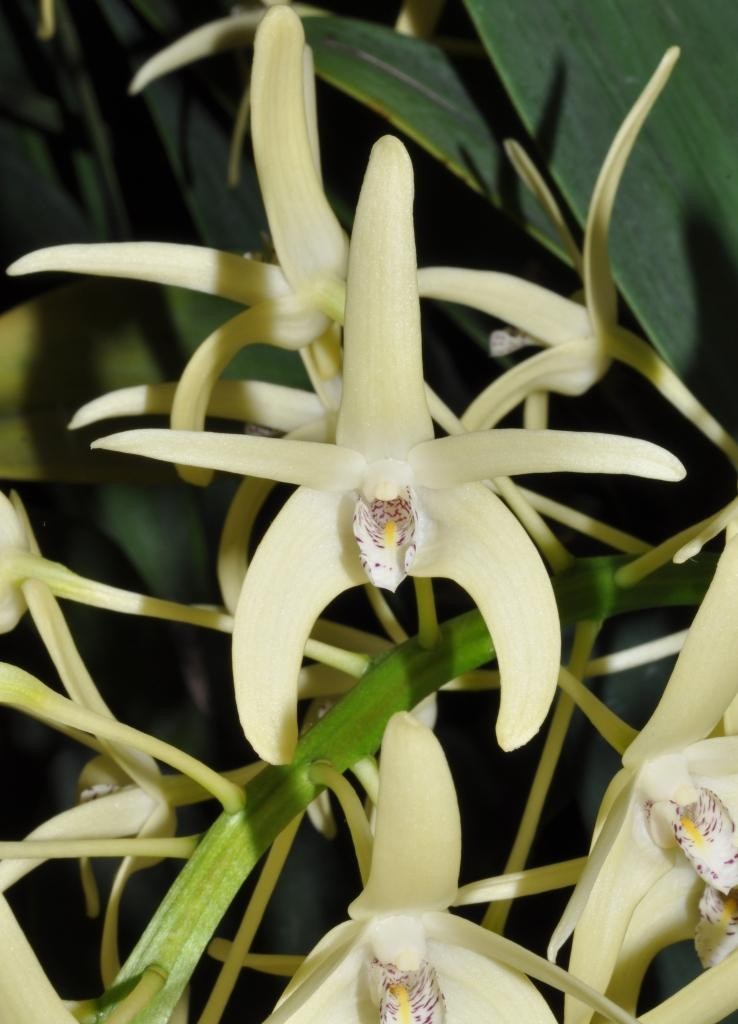 Dendrobium speciosum var. curvicaule
