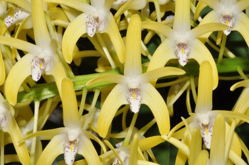 Dendrobium speciosum var. curvicaule