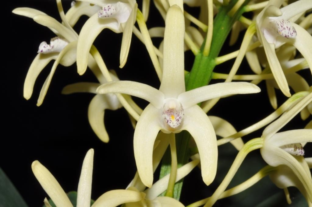 Dendrobium speciosum var. curvicaule