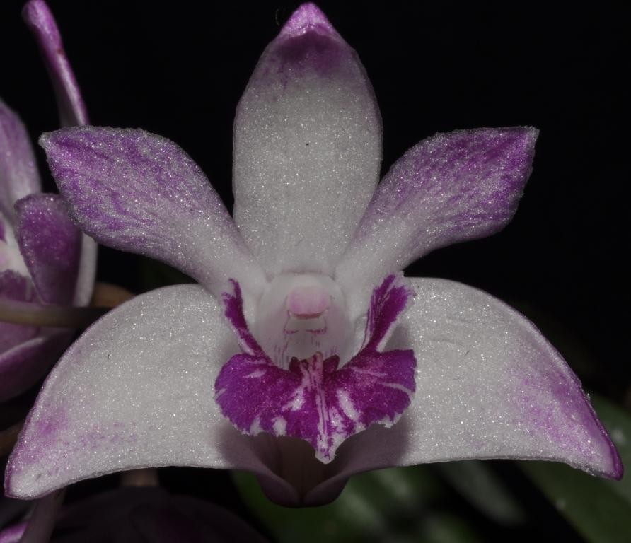 Dendrobium kingianum 'King's Jewels'
