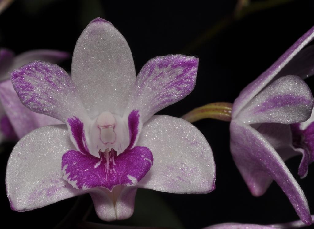 Dendrobium kingianum 'Queen's Jewels'