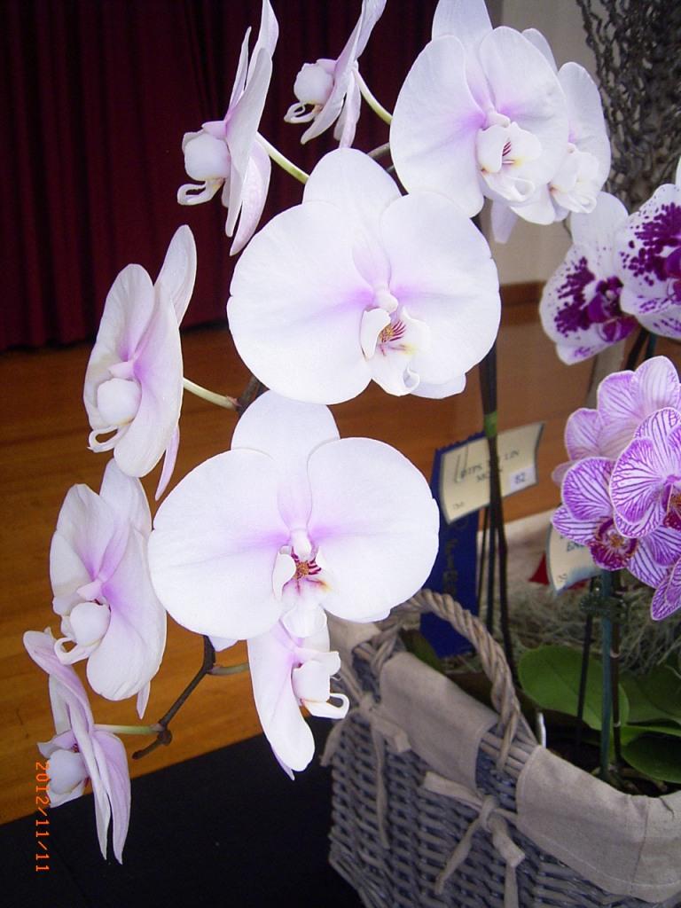 Phalaenopsis Tai Lin Moon - photo 2