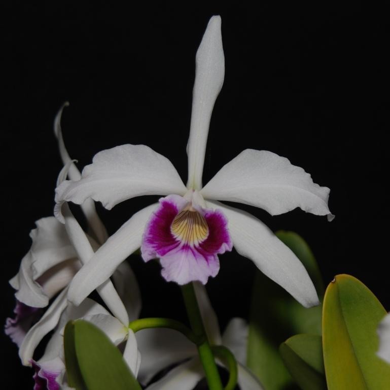 Cattleya purpurata - HCC/AOC