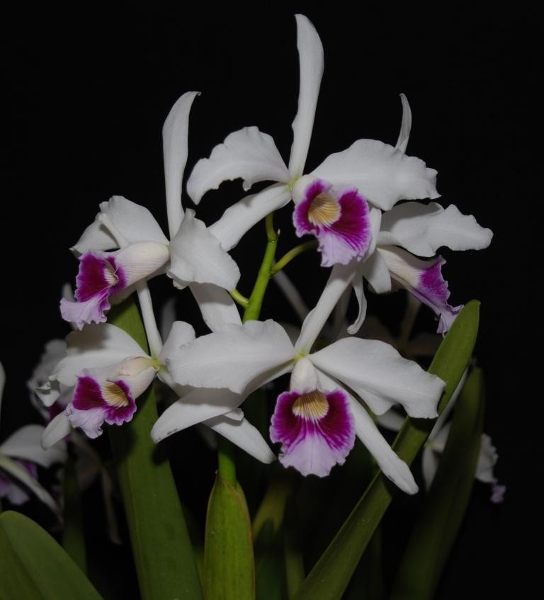 Cattleya purpurata - photo 2