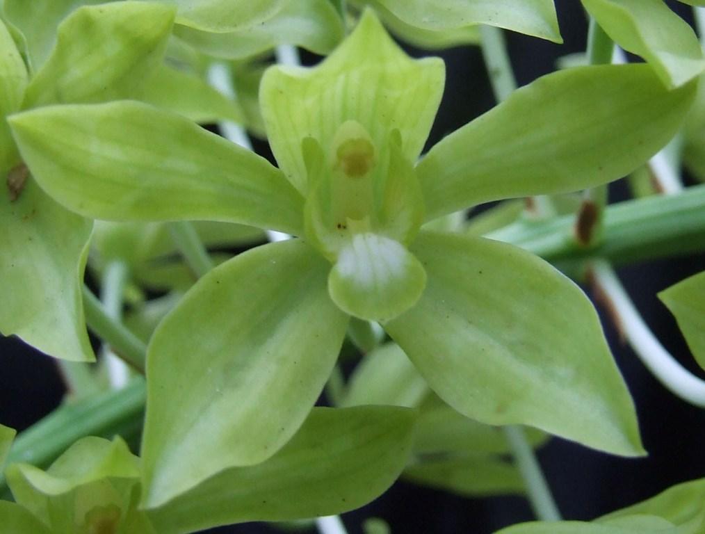 Grammatophyllum multiflorum var. multiflorum