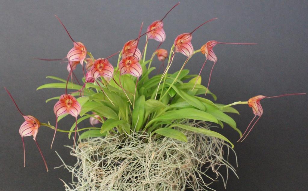 Masdevallia Bright Spice - photo 2