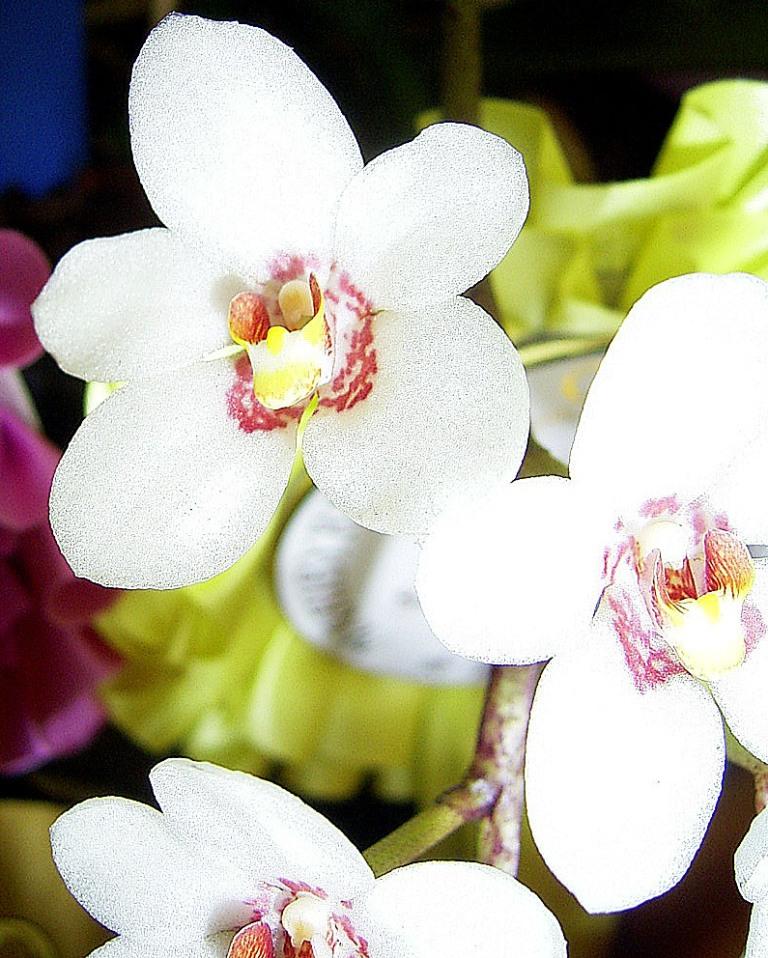 Sarco George Colthup