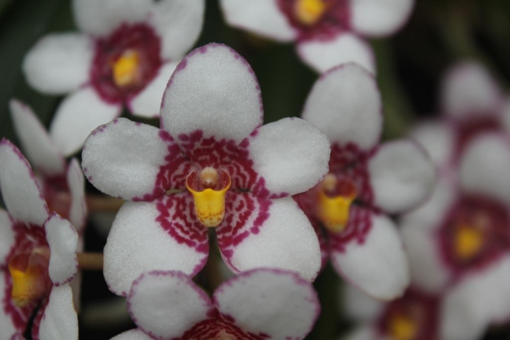 Sarco Burgundy on Ice