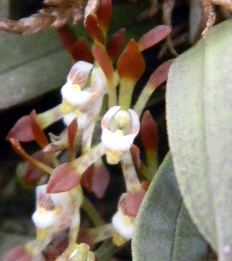 Sarcochilus dilatatus - HCC/AOC