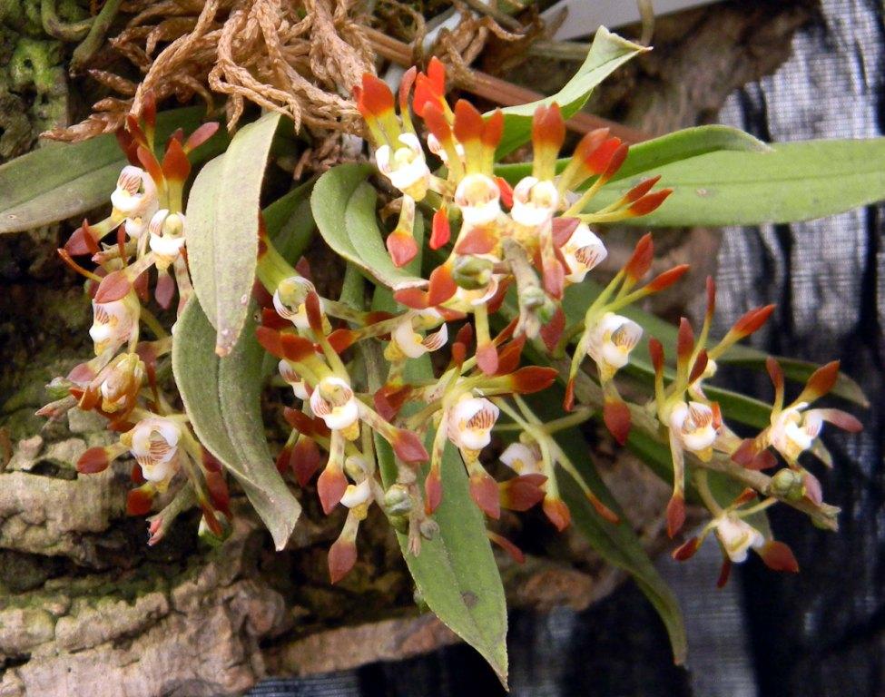Sarcochilus dilatatus