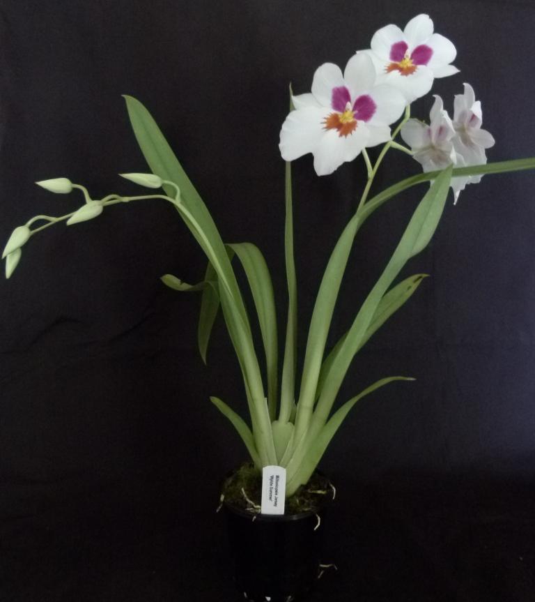 Miltoniopsis Jersey - photo 2