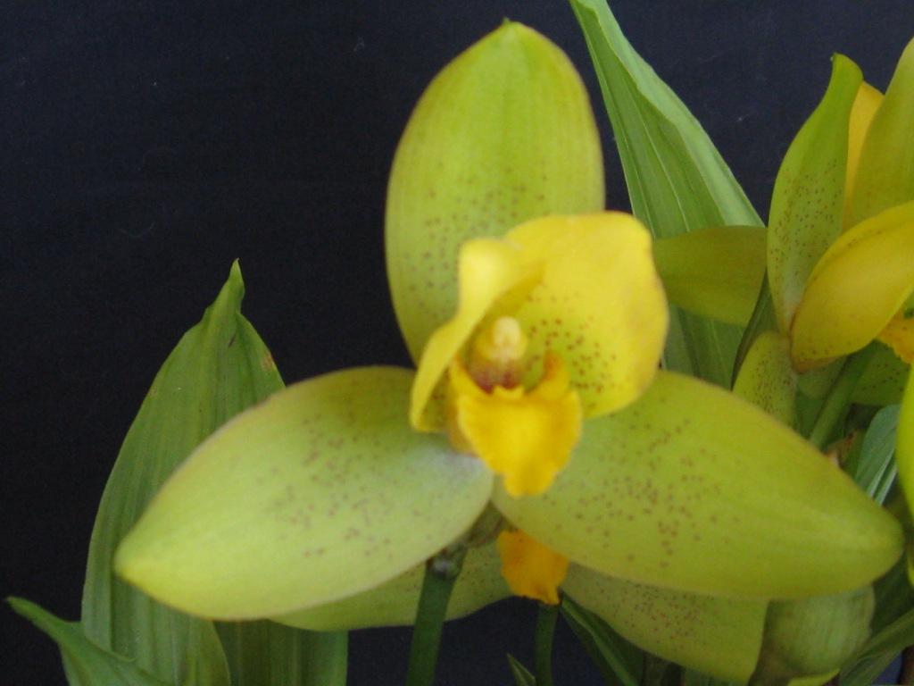 Lycaste cruenta - HCC/AOC