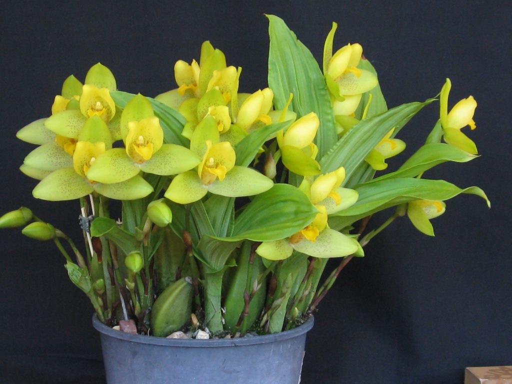 Lycaste cruenta - photo 2