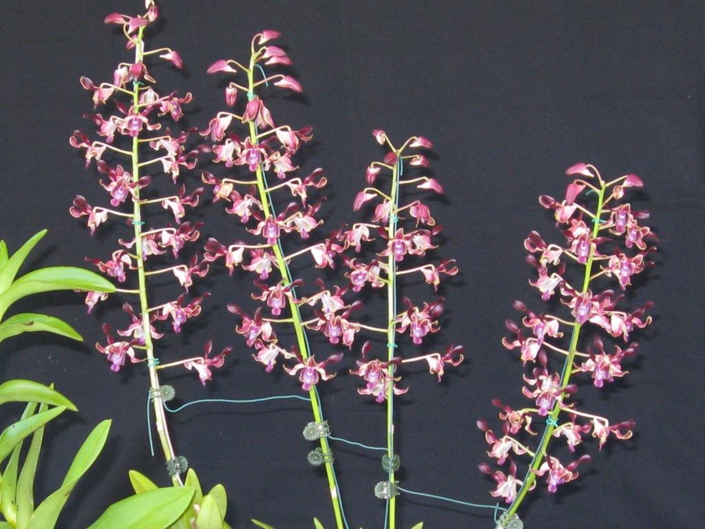 Dendrobium Kuranda Twist - photo 2