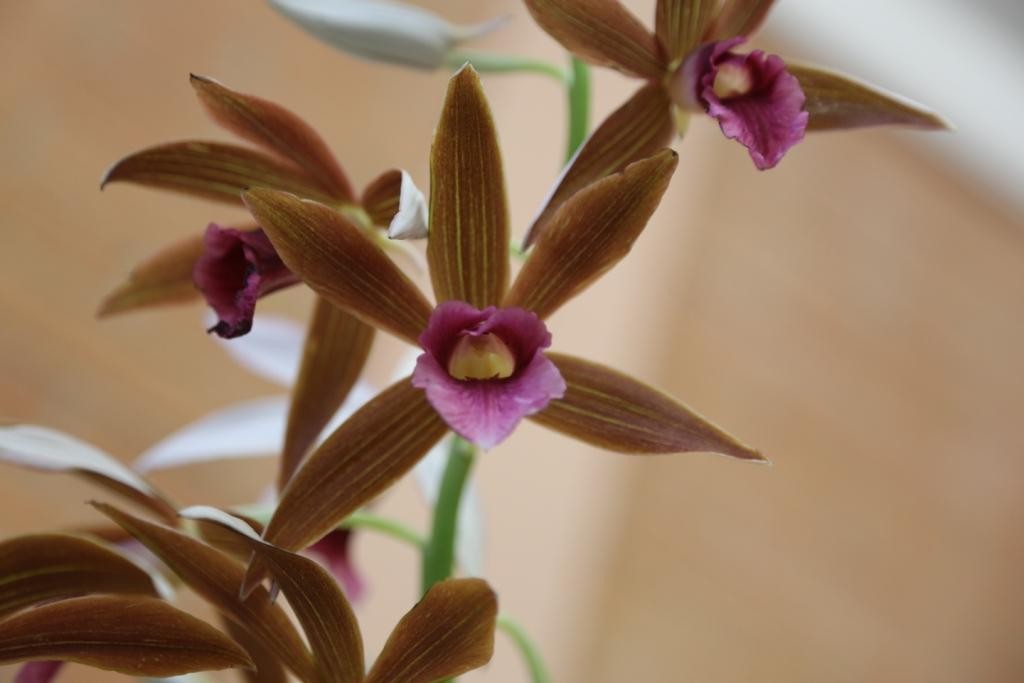 Phaius tankervilleae