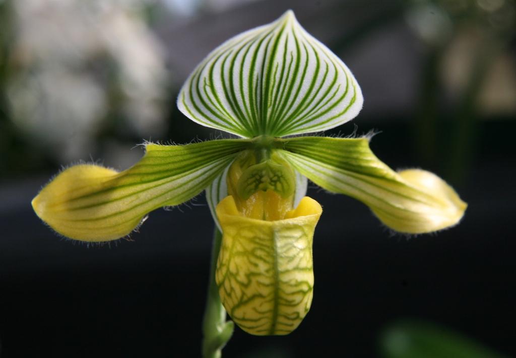 Paphiopedilum venustum - AM/AOC
