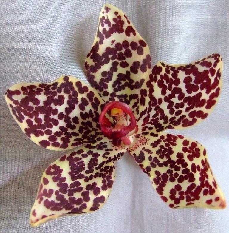 Grammatophyllum wallisii