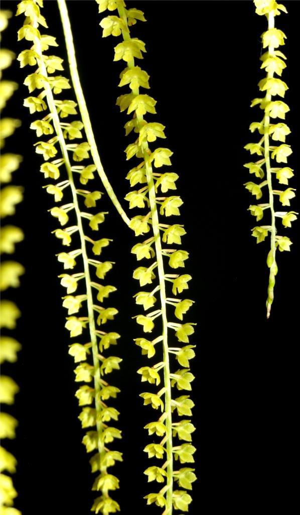 Coelogyne filiformis