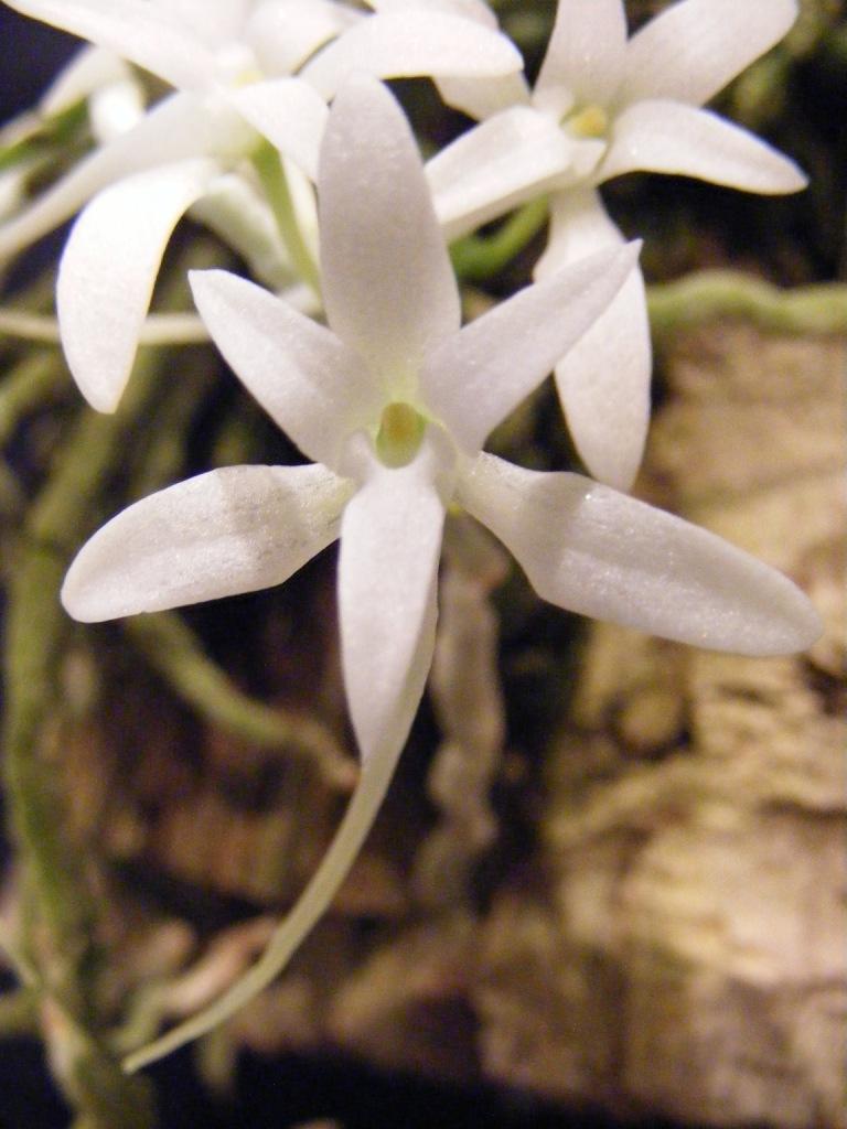 Mystacidium capense - ACC/AOC