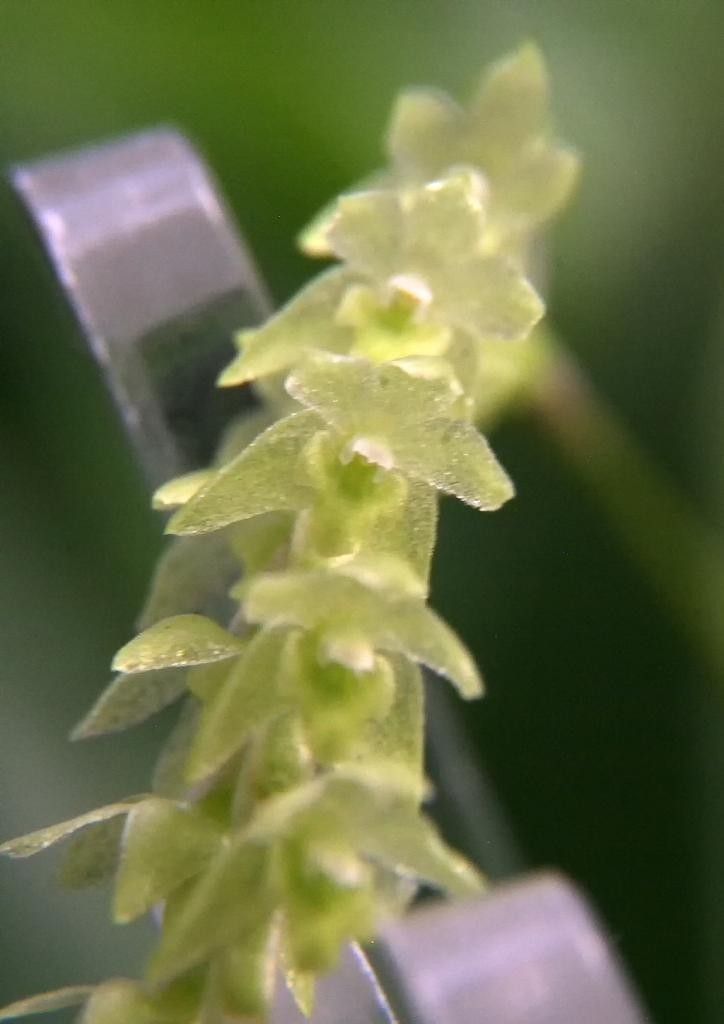 Coelogyne unicallosa