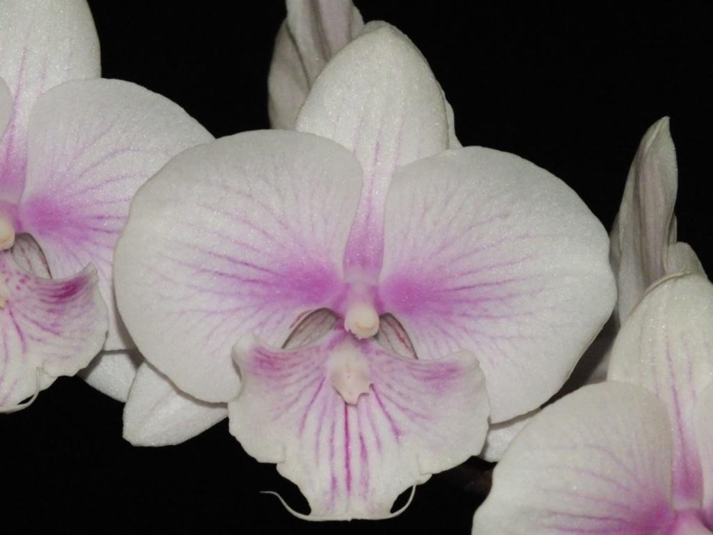 Phalaenopsis Dendi's Yeti