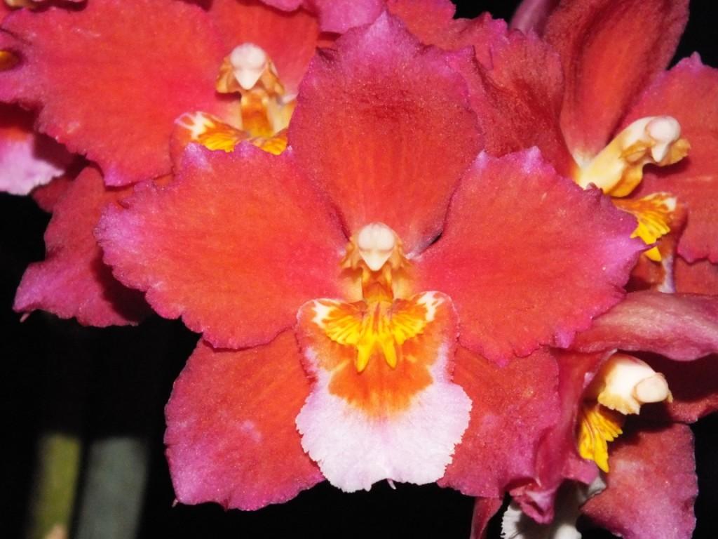 Oncidium Marside