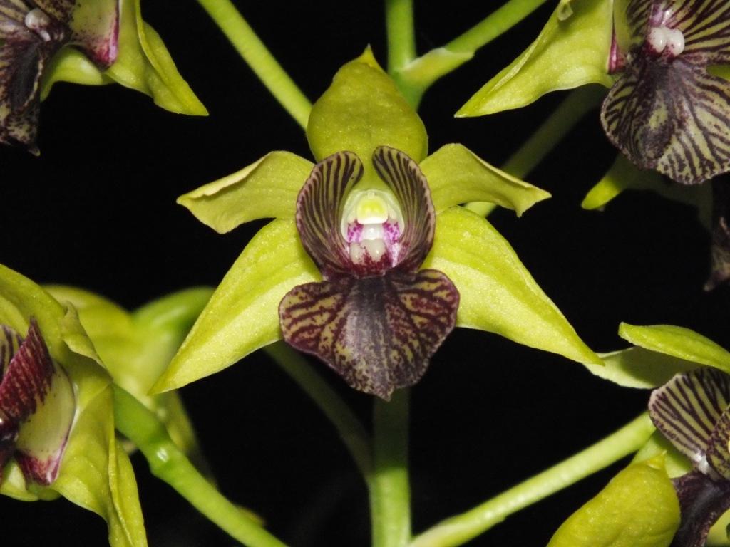 Dendrobium Gerald McCraith - ACC/AOC