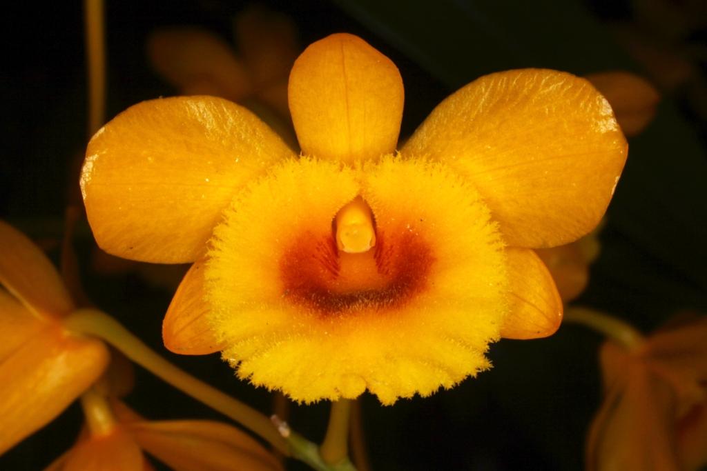 Dendrobium chrysotoxum - ACC/AOC