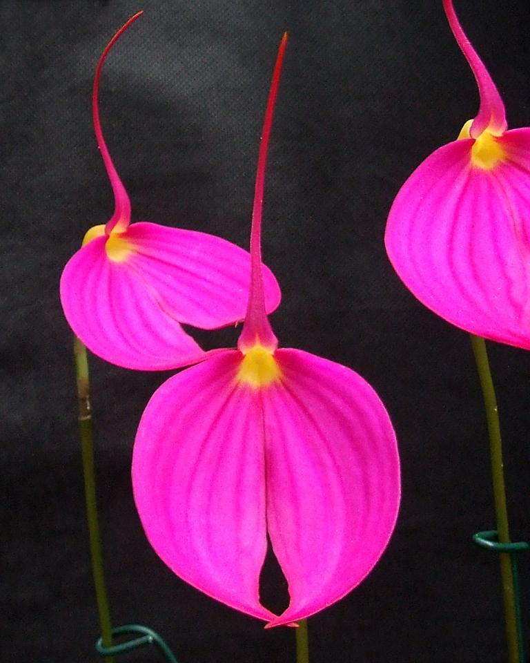 Masdevallia coccinea - HCC/AOC