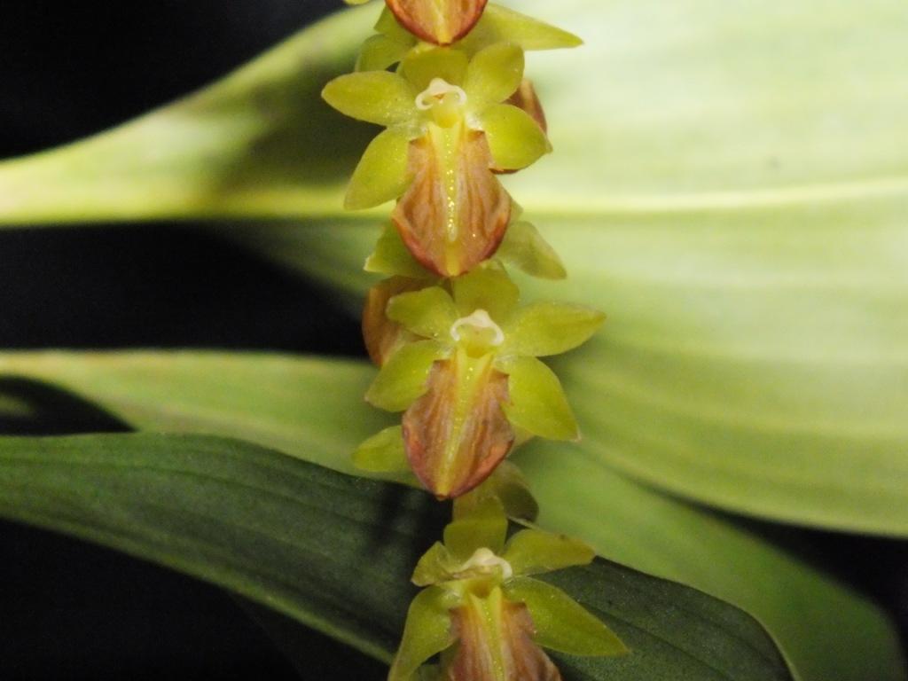 Coelogyne schaiblei - CBM/AOC