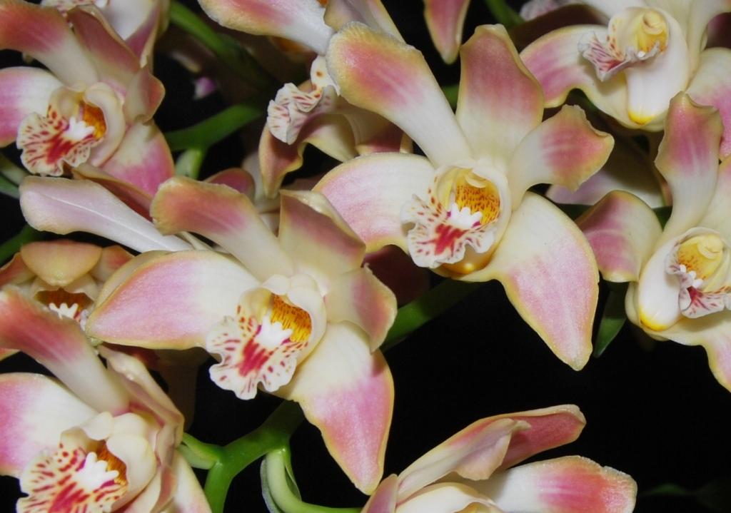 Chysis aurea - HCC/AOC