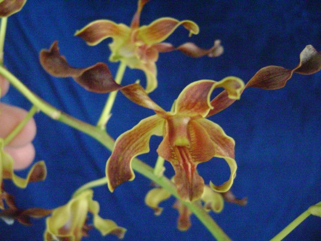 Dendrobium Alice's Mark Bron - AM/AOC