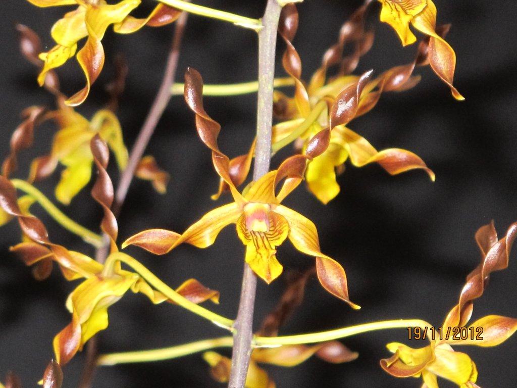 Dendrobium Touch of Gold - HCC/AOC