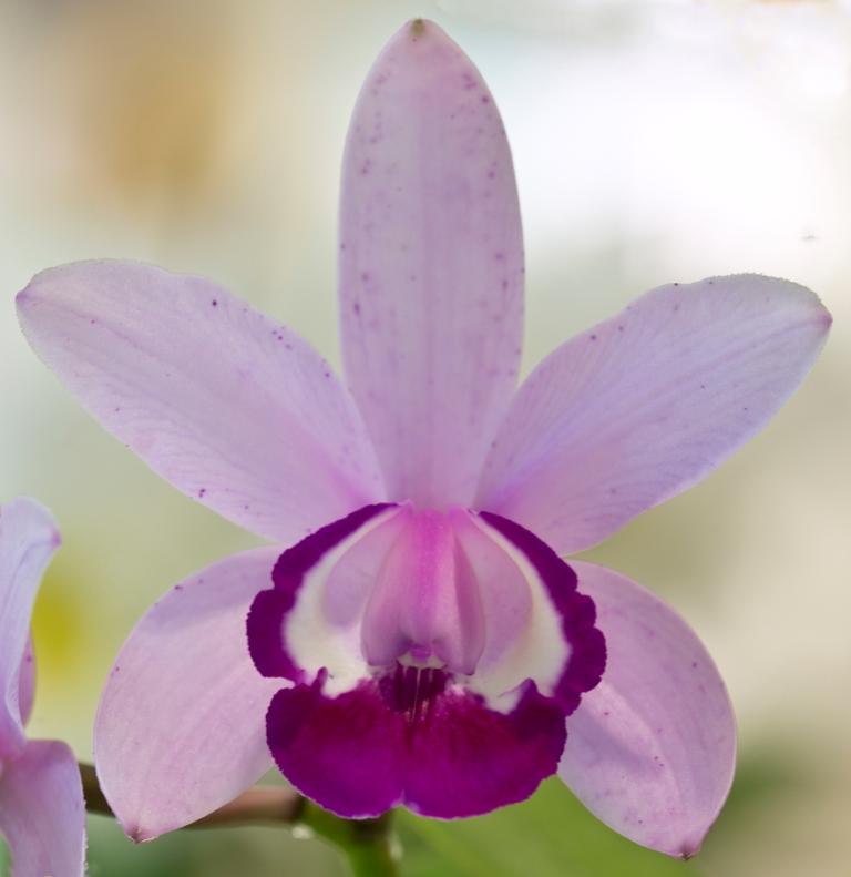 Cattleya intermedia - HCC/AOC