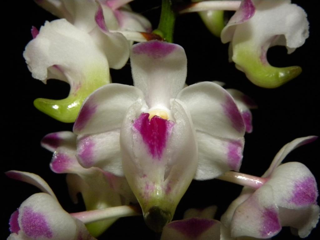 Aerides lawrenceae - HCC/AOC