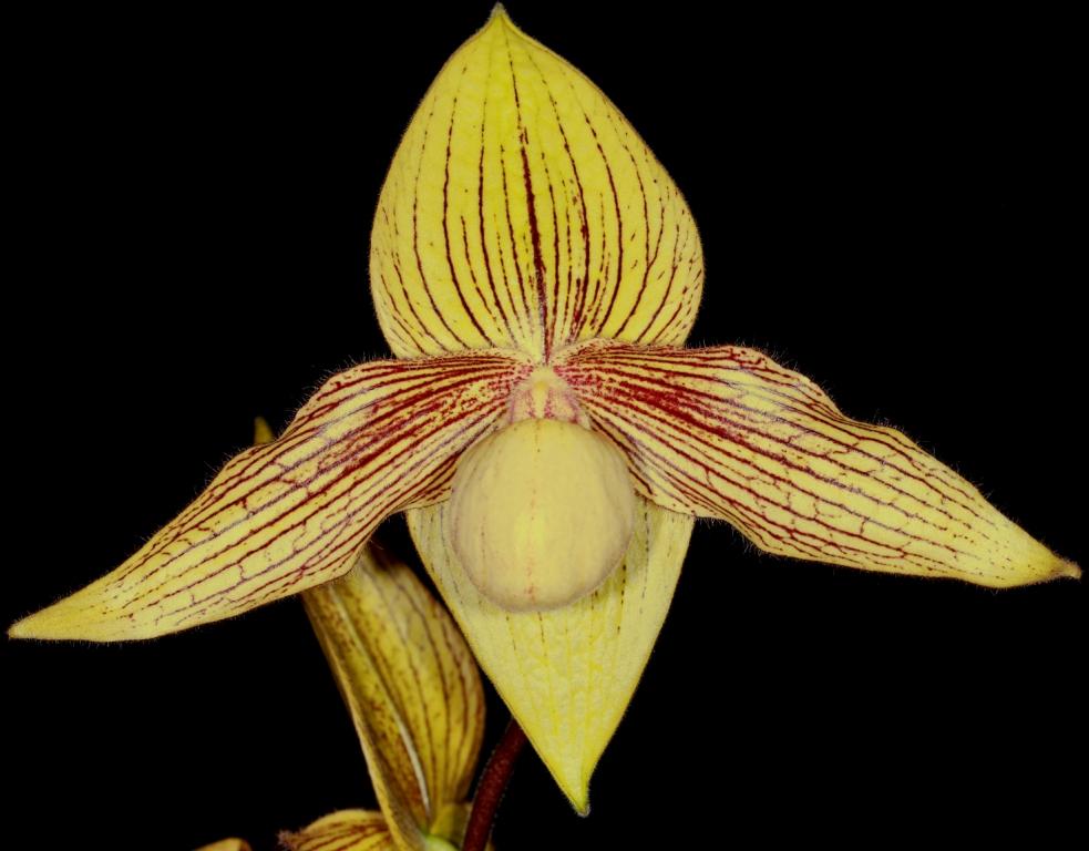 Paph Harold Koopowitz