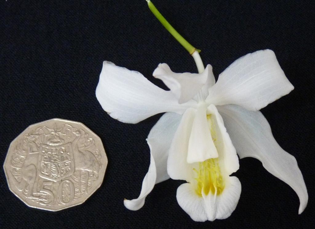 Coelogyne cristata