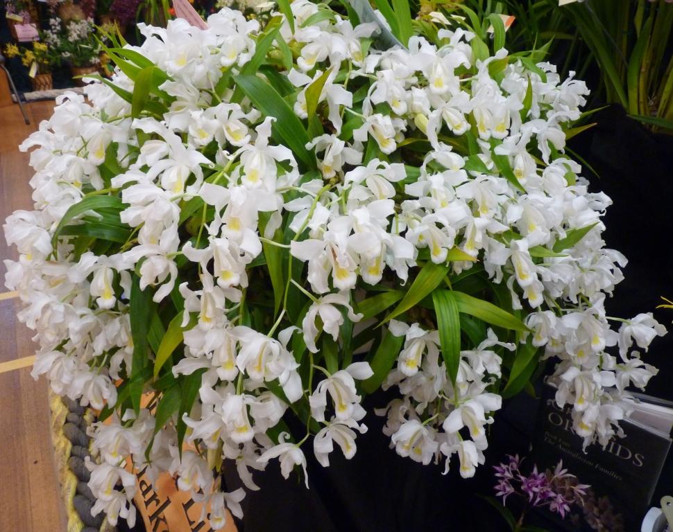 Coelogyne cristata - photo 2