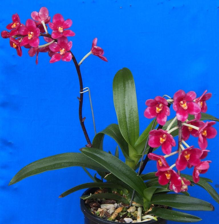 Sarcochilus Magic - photo 2