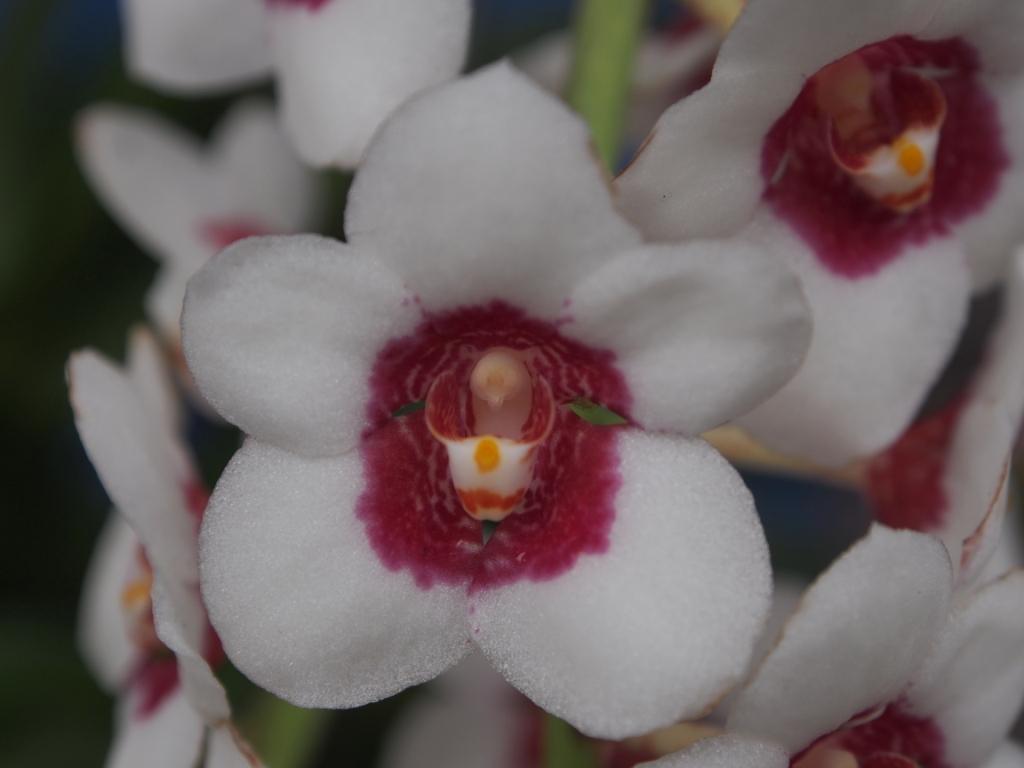 Sarco Ruby Snow 'Piper's Pride'