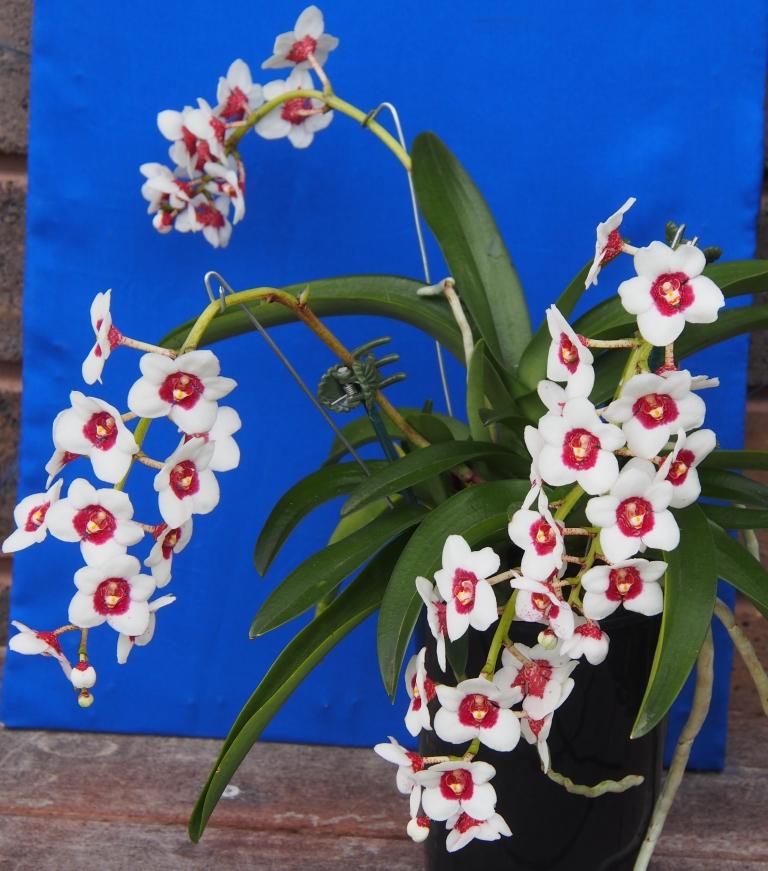 Sarcochilus Ruby Snow 'Piper's Pride' - photo 2