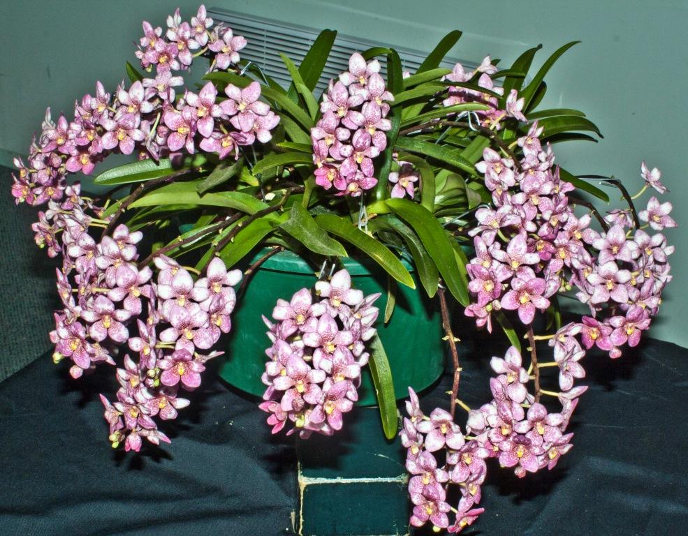 Sarcochilus Fitzhart - photo 2