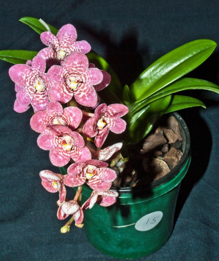 Sarcochilus Tineka Ann - photo 2