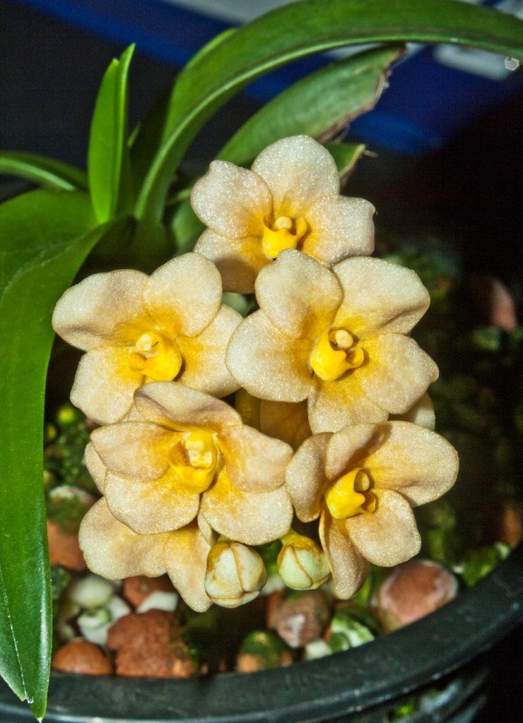 Sarcochilus Amber - photo 2