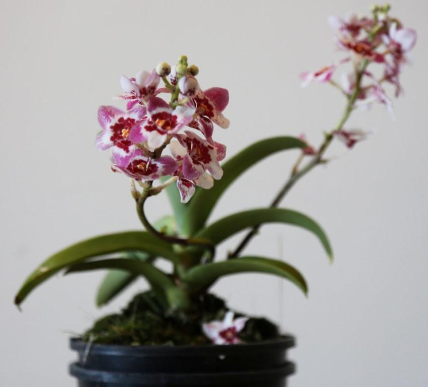 Sarcochilus Kulnura Dragonfly - photo 2