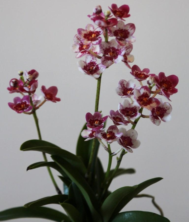 Sarcochilus Kulnura Dragonfly - photo 2