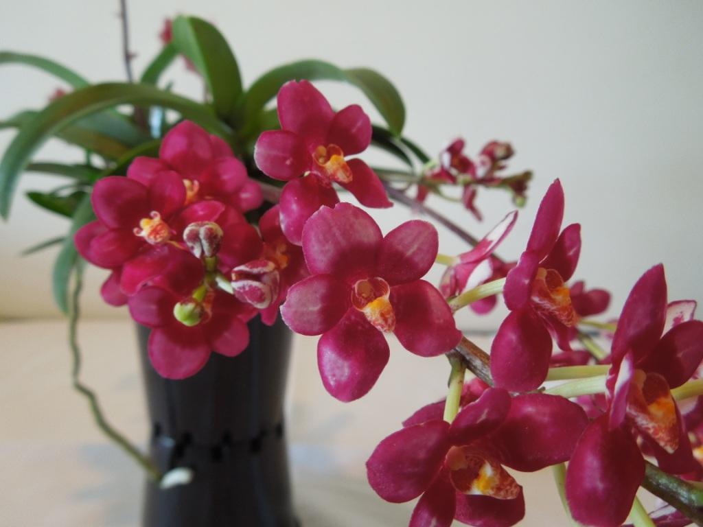 Sarcochilus Magic - AM/AOC