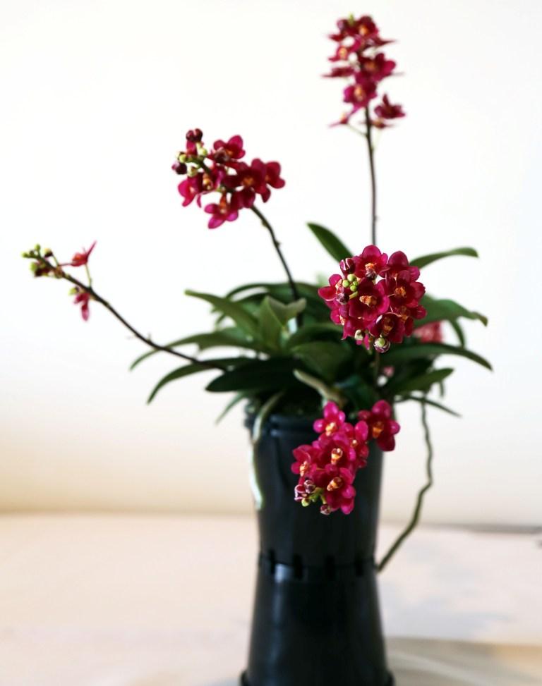 Sarcochilus Magic - photo 2