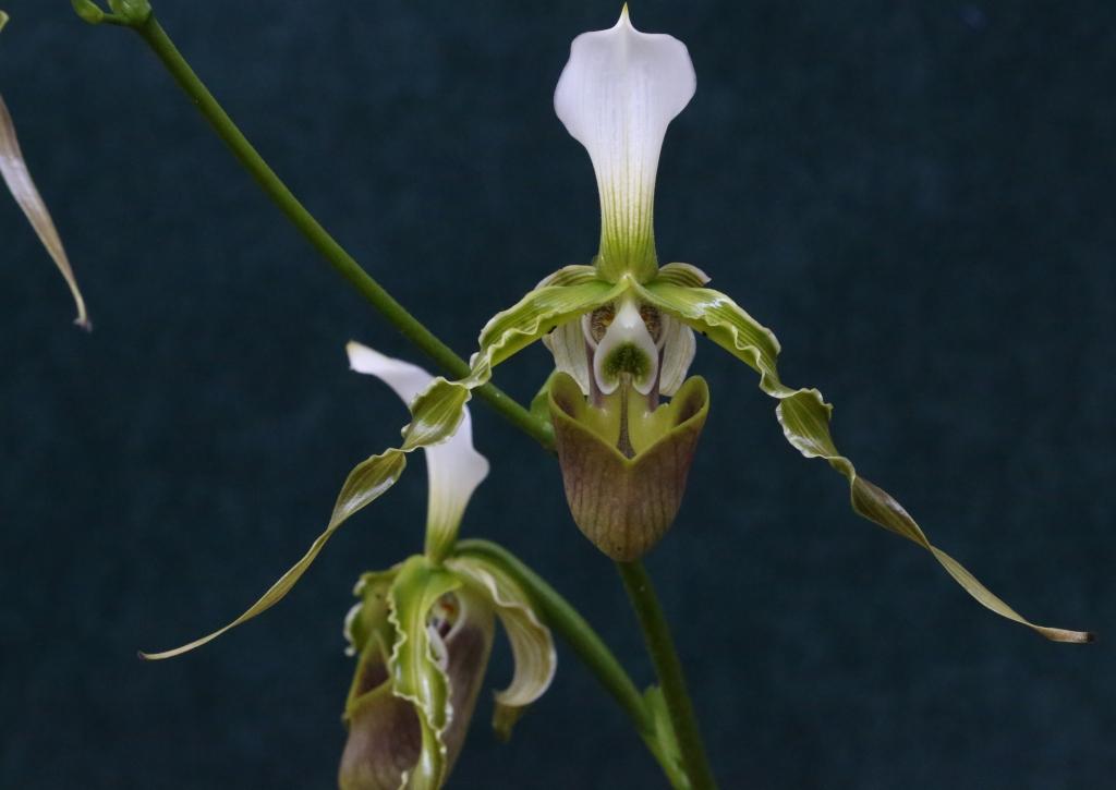 Paphiopedilum dianthum - AM/AOC