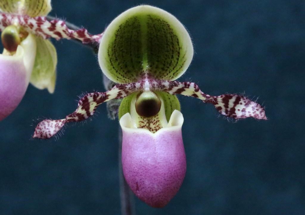 Paphiopedilum liemianum - AM/AOC